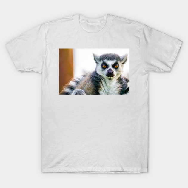 Intense Lemur stare T-Shirt by Czajnikolandia